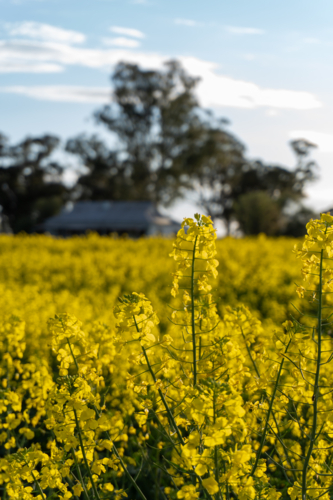 Old building in a canola paddock - Australian Stock Image