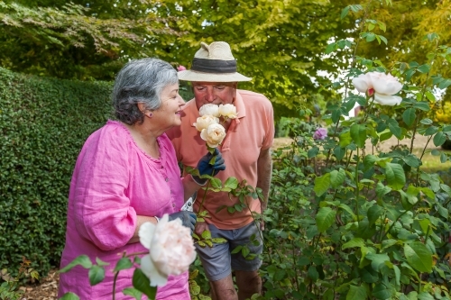 Old couple playfully smelling white roses - Australian Stock Image