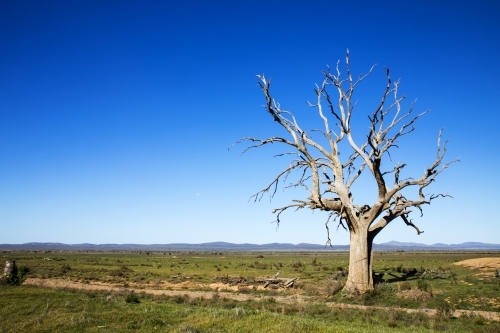 Old dead gum tree against a blue sky - Australian Stock Image