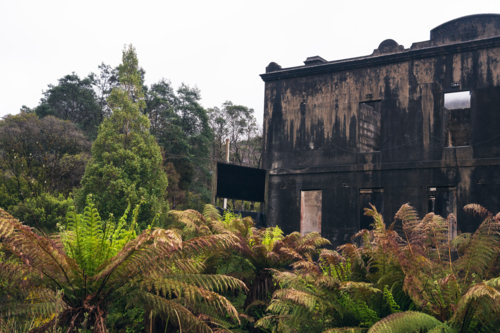 Old dilapidated building surrounded by bush, Tasmania - Australian Stock Image