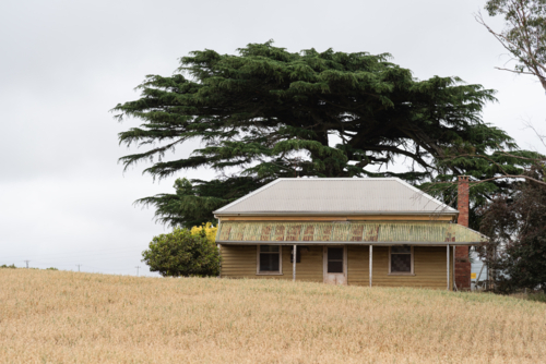 old double fronted Victorian weatherboard country house with large cypress trees behind it - Australian Stock Image