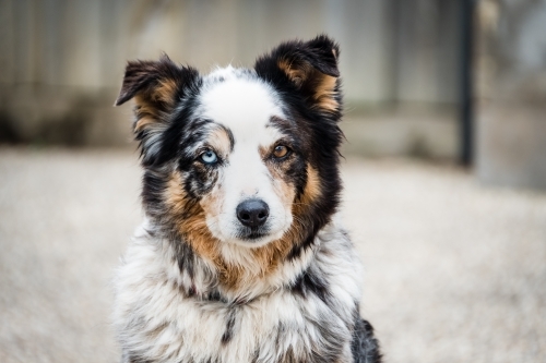 Old farm dog looks at the camera - Australian Stock Image