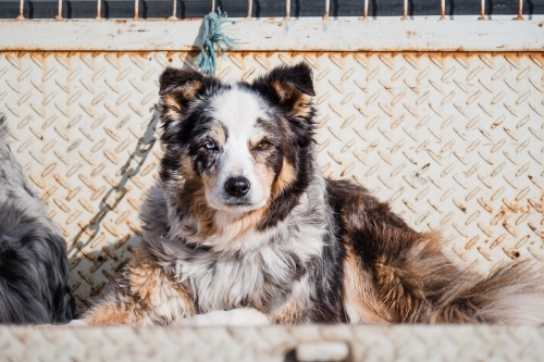 Old farm dog on ute. - Australian Stock Image