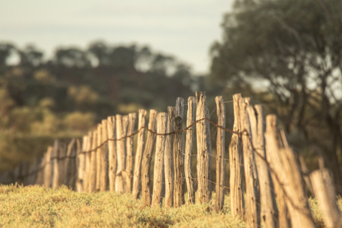 Old gidgea post fence - Australian Stock Image