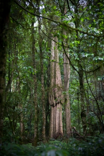 Old growth tree in forest - Australian Stock Image