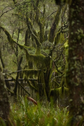Old growth tree on a misty day - Australian Stock Image