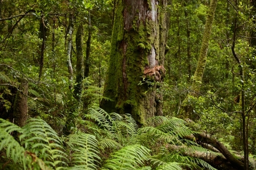 Old growth tree trunk in rainforest - Australian Stock Image