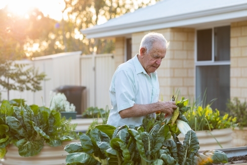 old man picking silverbeet in raised garden bed