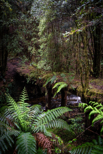 Old overgrown bridge in Tasmania - Australian Stock Image