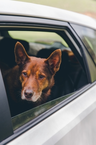 Old red working dog in white car looking out window, uncertain