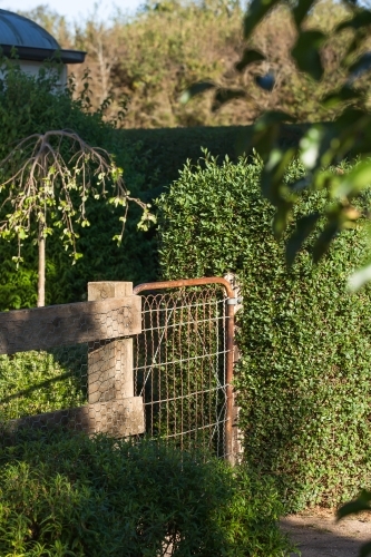 Old rusty fence and lush hedge in garden - Australian Stock Image