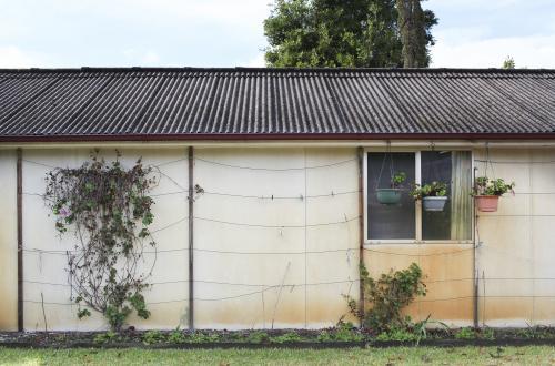 Old shed with a vine