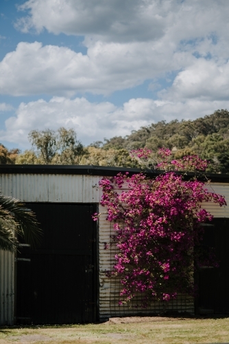 Old Shed with bougainvillea flowers - Australian Stock Image