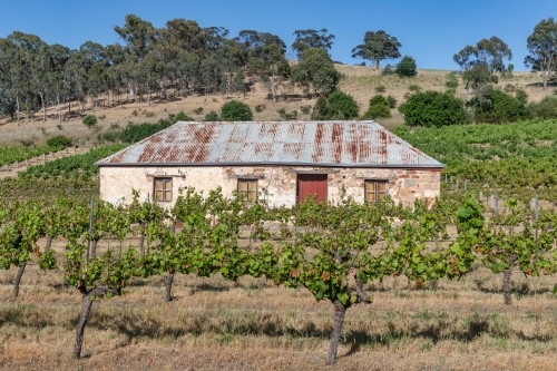 Old stone cottage with a red door in a vineyard with a hill in the  background