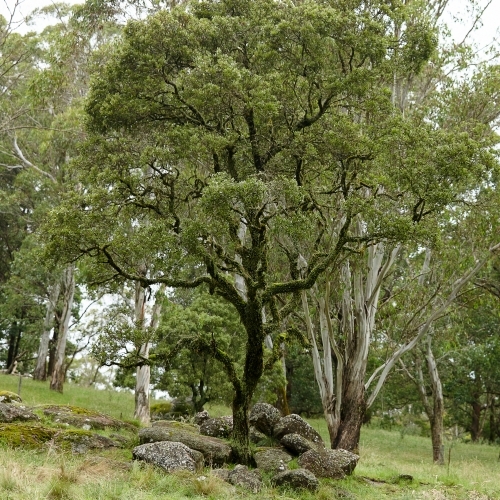 Old tree with moss in forest - Australian Stock Image