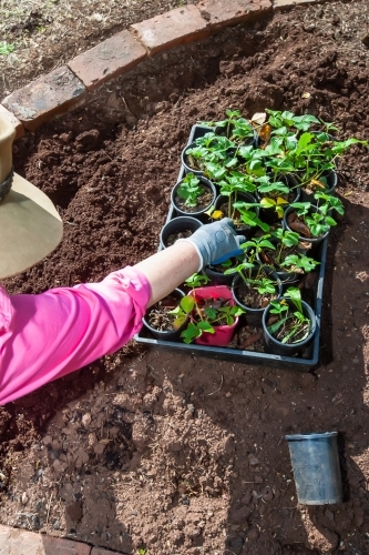Old woman gardening - Australian Stock Image