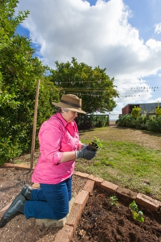 Old woman gardening - Australian Stock Image