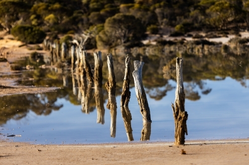 old wooden fence posts crossing shallow swamp - Australian Stock Image
