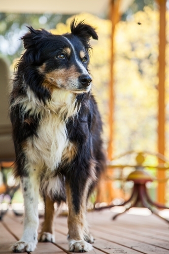 Old working farm dog on the veranda looking to the side