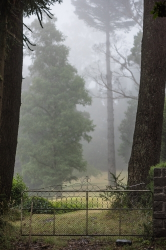 Old wrought iron gate to misty garden with big trees - Australian Stock Image