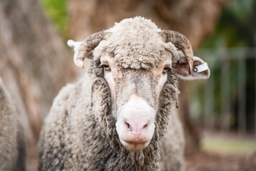 Older sheep with ear tag in a sheep pen - Australian Stock Image