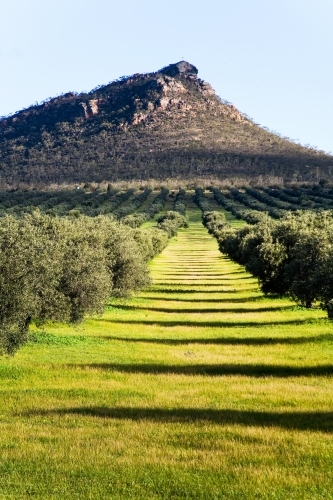 Olive grove with mountain in the background