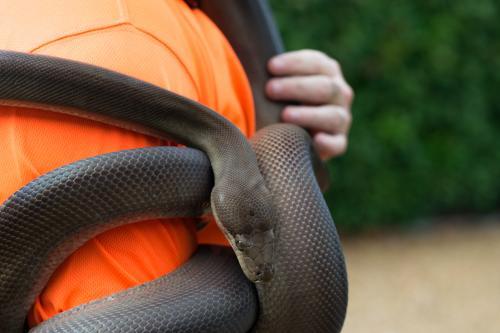 Olive Python wrapped around person - Australian Stock Image