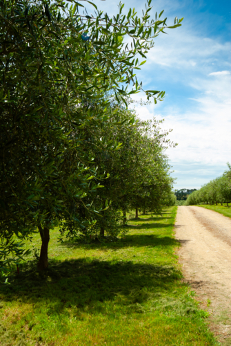 Olive trees lining an unsealed driveway - Australian Stock Image