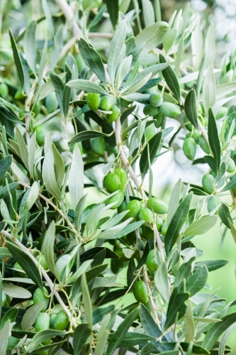 Olives, and leaves on olive tree on farm - Australian Stock Image