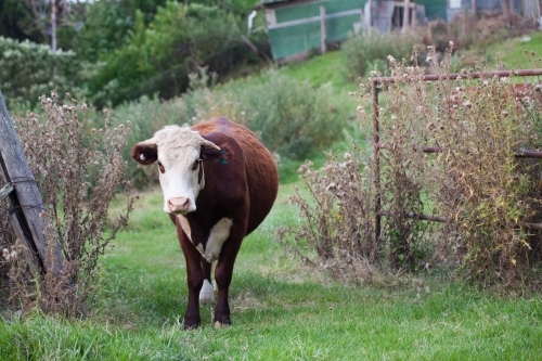 One cow in a paddock - Australian Stock Image