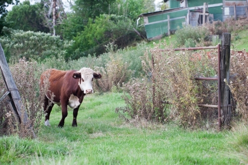 One cow walking through a farm gate