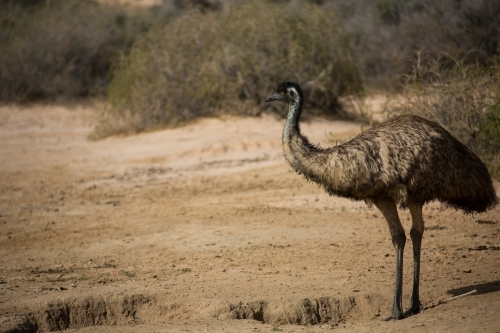 One emu in natural habitat - Australian Stock Image