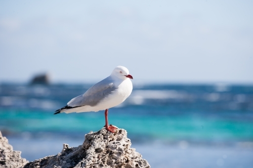 One legged seagull standing on a rock