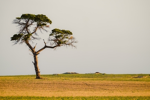 One lone tree in a farm scene - Australian Stock Image
