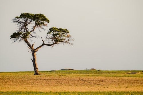 One lone tree in a farm scene