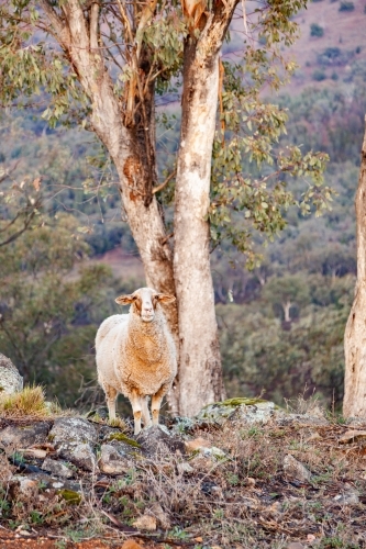 One sheep standing on hillside - Australian Stock Image