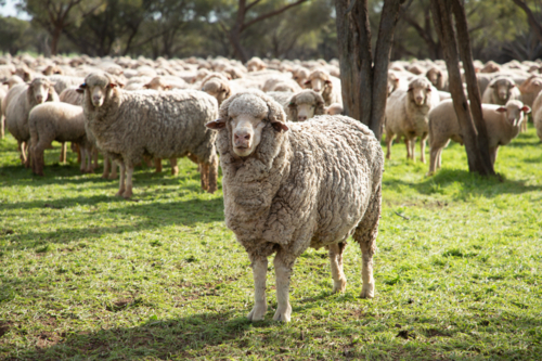One sheep standing out in front of the mob - Australian Stock Image