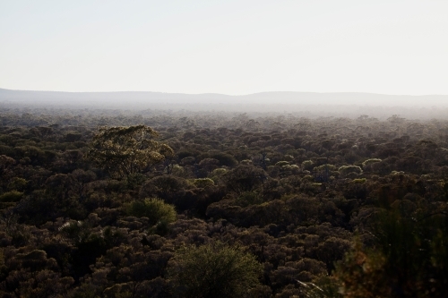 One tree standing out from other treetops in mist - Australian Stock Image