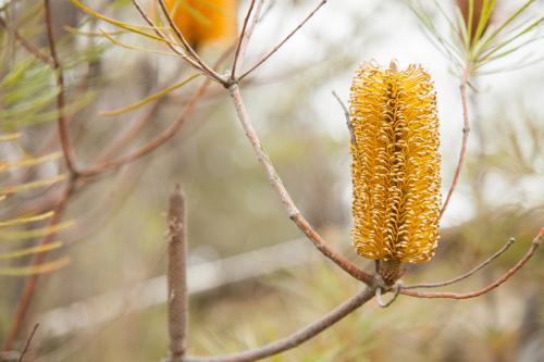 One yellow orange banksia flower on an overcast morning - Australian Stock Image