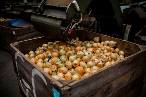 Onions being graded - Australian Stock Image