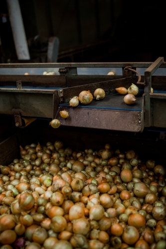 Onions being graded