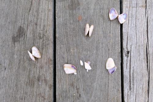 Open Pippi Shells on a Pier - Australian Stock Image