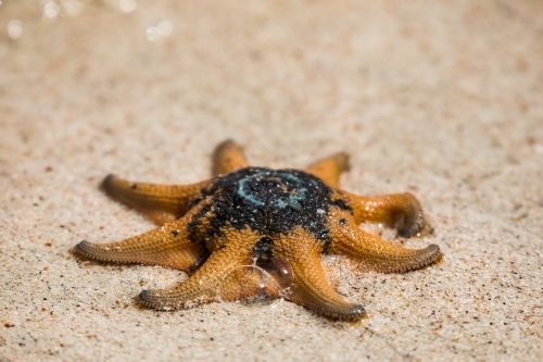 Orange and black starfish on the sand