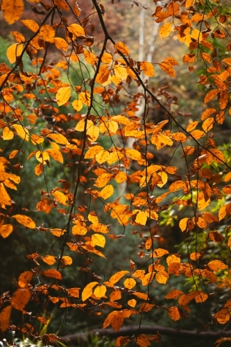 Orange autumn foliage with natural background - Australian Stock Image