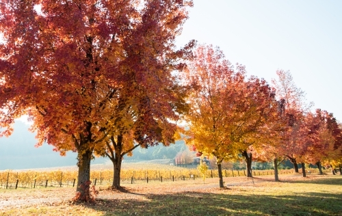Orange autumn trees lined along a cycling track and vineyard - Australian Stock Image