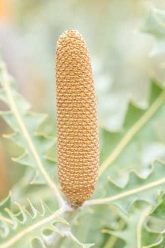 orange banksia flower bud - Australian Stock Image