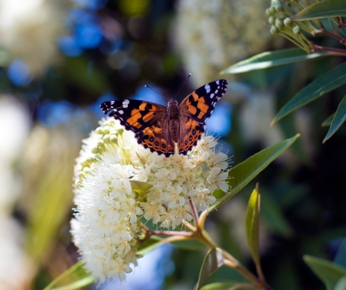 Orange butterfly sitting on flowering tree - Australian Stock Image