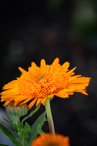 Orange Calendula Flower - Australian Stock Image