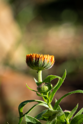Orange Calendula Flower Bud - Australian Stock Image
