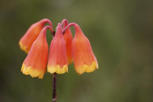 Orange Christmas Bells - Australian Stock Image